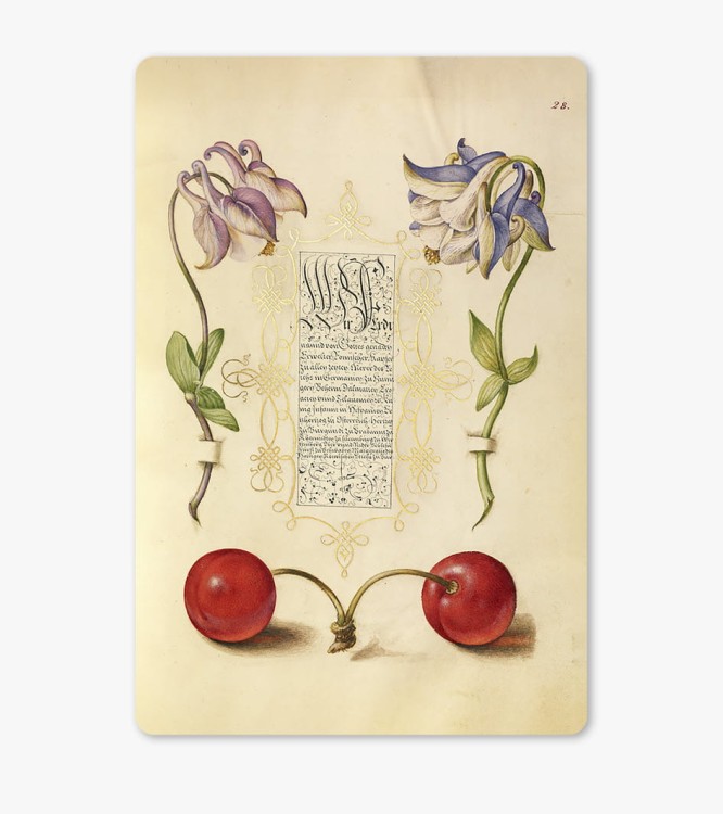 DZM-cherry-10x153.jpg