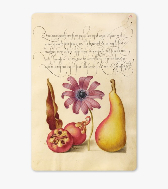 DZM-medlar-10x15.jpg