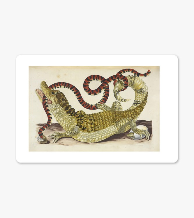DZM-Coral-Snake-10x154.jpg